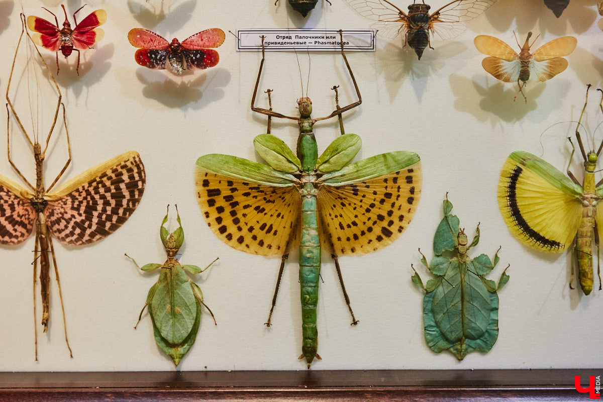 Руслан Жуков собрал коллекцию членистоногих. Одних только бабочек у него несколько тысяч, также он добавил к ним жуков, кузнечиков и даже тараканов. Всего за стеклом хранится четыре тысячи экземпляров, больше половины из них представлено на персональной выставке владимирского биолога в Музее природы.