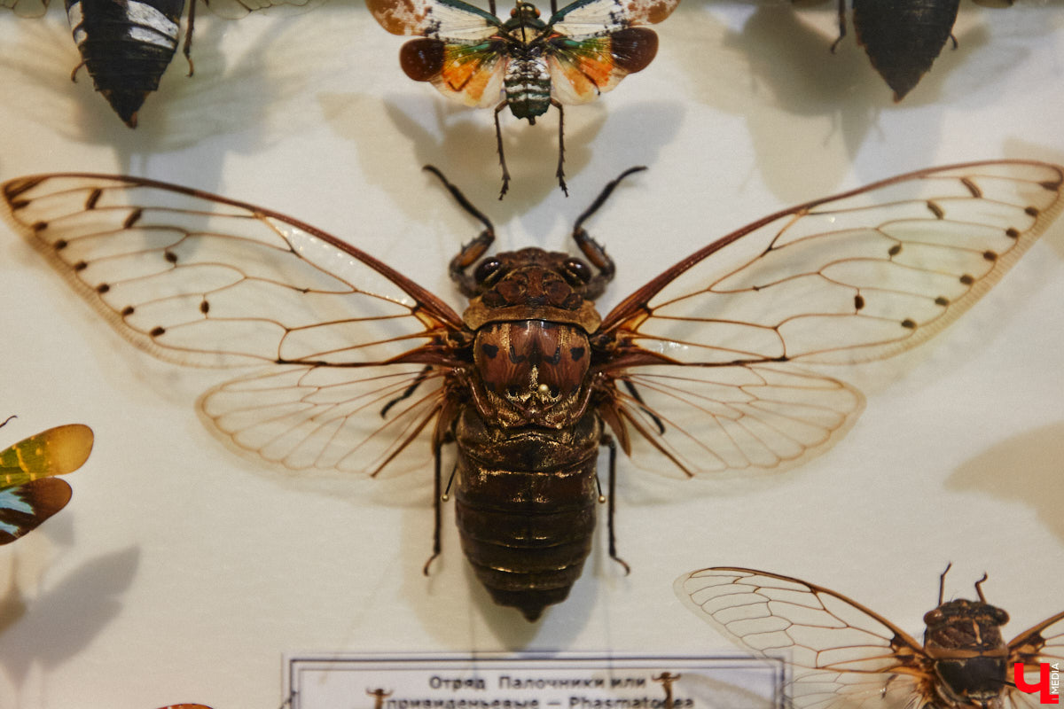 Руслан Жуков собрал коллекцию членистоногих. Одних только бабочек у него несколько тысяч, также он добавил к ним жуков, кузнечиков и даже тараканов. Всего за стеклом хранится четыре тысячи экземпляров, больше половины из них представлено на персональной выставке владимирского биолога в Музее природы.