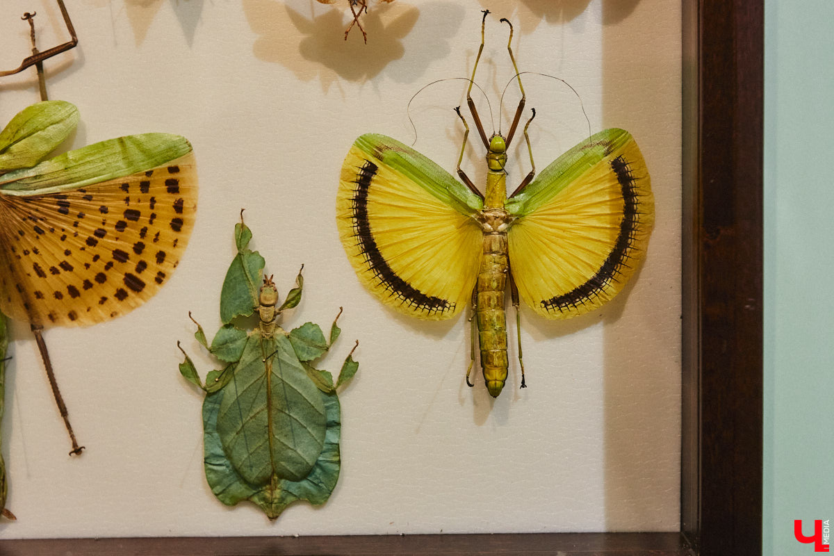 Руслан Жуков собрал коллекцию членистоногих. Одних только бабочек у него несколько тысяч, также он добавил к ним жуков, кузнечиков и даже тараканов. Всего за стеклом хранится четыре тысячи экземпляров, больше половины из них представлено на персональной выставке владимирского биолога в Музее природы.