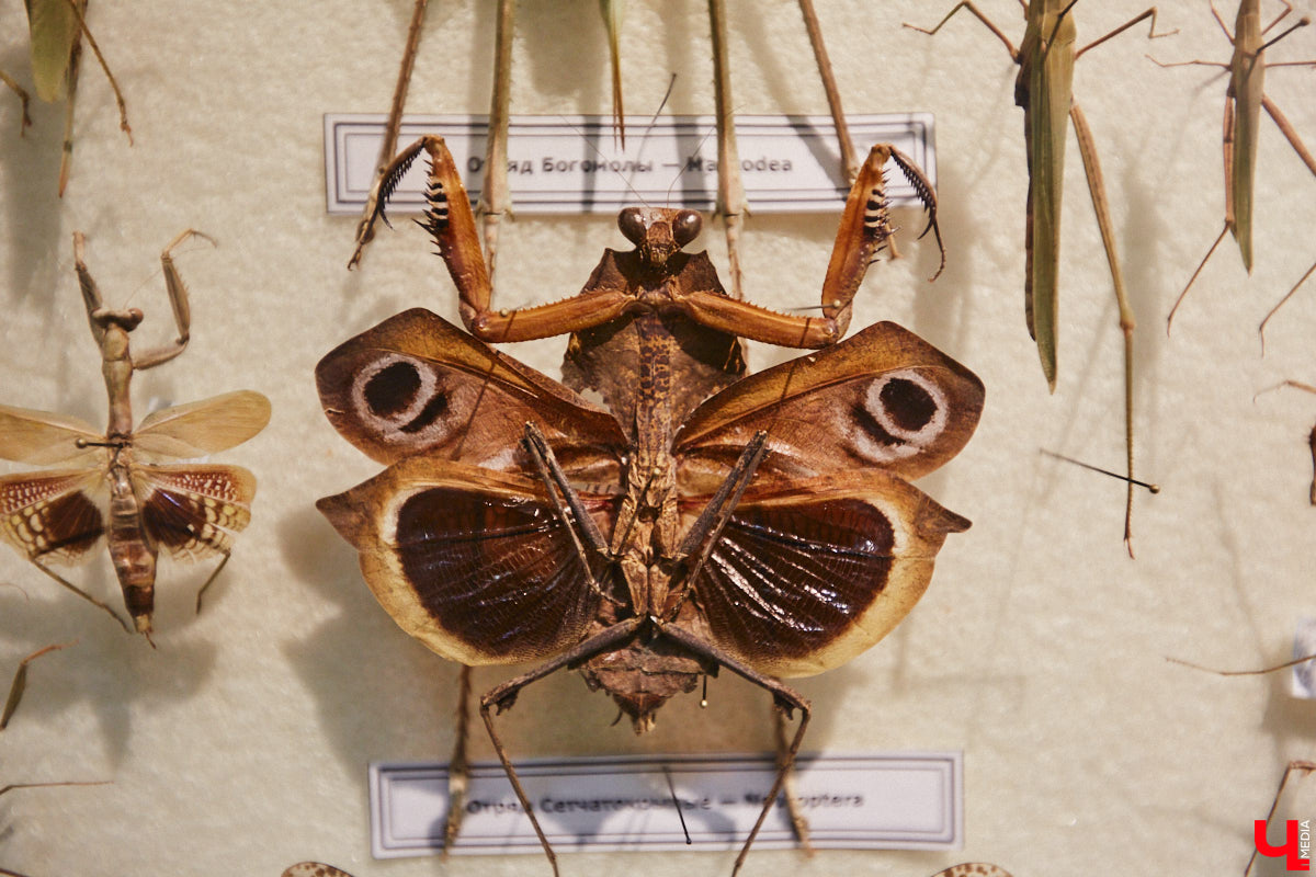 Руслан Жуков собрал коллекцию членистоногих. Одних только бабочек у него несколько тысяч, также он добавил к ним жуков, кузнечиков и даже тараканов. Всего за стеклом хранится четыре тысячи экземпляров, больше половины из них представлено на персональной выставке владимирского биолога в Музее природы.