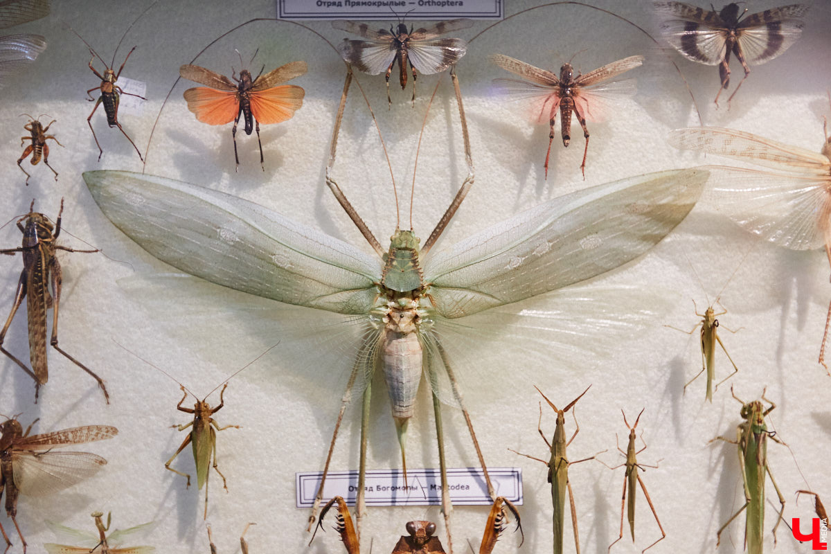 Руслан Жуков собрал коллекцию членистоногих. Одних только бабочек у него несколько тысяч, также он добавил к ним жуков, кузнечиков и даже тараканов. Всего за стеклом хранится четыре тысячи экземпляров, больше половины из них представлено на персональной выставке владимирского биолога в Музее природы.