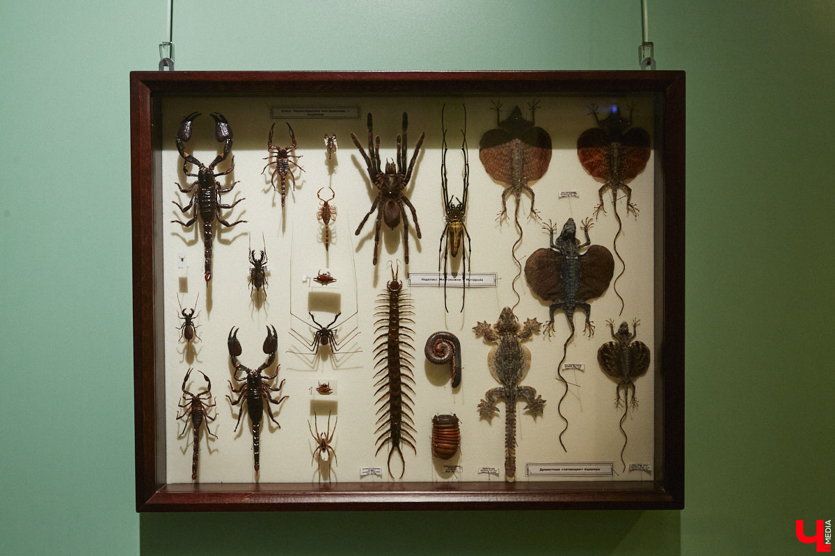 Руслан Жуков собрал коллекцию членистоногих. Одних только бабочек у него несколько тысяч, также он добавил к ним жуков, кузнечиков и даже тараканов. Всего за стеклом хранится четыре тысячи экземпляров, больше половины из них представлено на персональной выставке владимирского биолога в Музее природы.