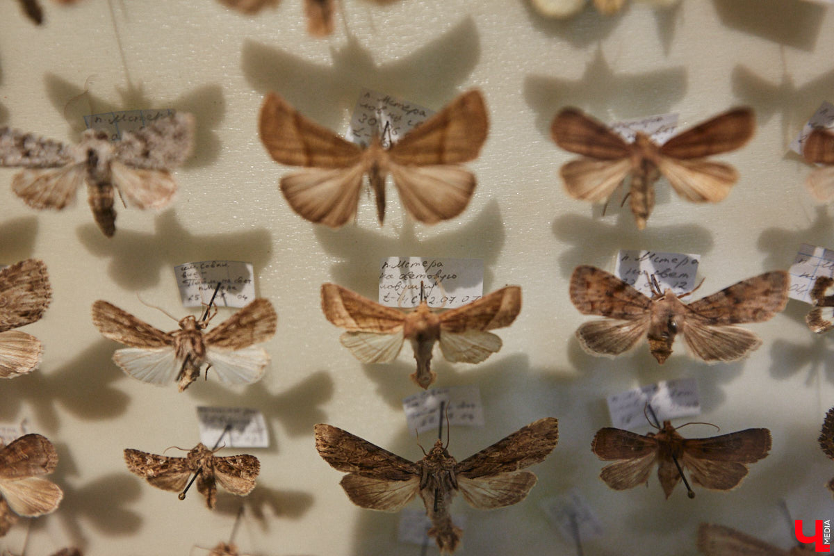 Руслан Жуков собрал коллекцию членистоногих. Одних только бабочек у него несколько тысяч, также он добавил к ним жуков, кузнечиков и даже тараканов. Всего за стеклом хранится четыре тысячи экземпляров, больше половины из них представлено на персональной выставке владимирского биолога в Музее природы.