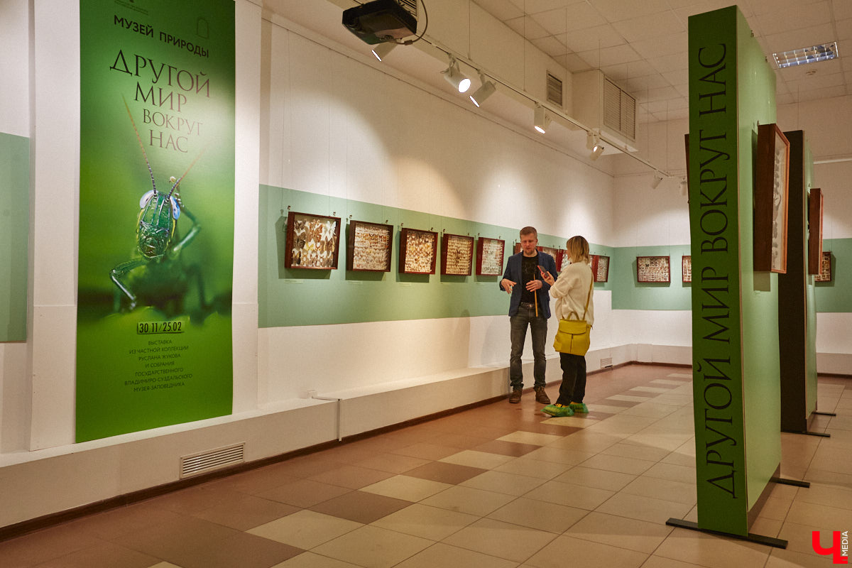 Руслан Жуков собрал коллекцию членистоногих. Одних только бабочек у него несколько тысяч, также он добавил к ним жуков, кузнечиков и даже тараканов. Всего за стеклом хранится четыре тысячи экземпляров, больше половины из них представлено на персональной выставке владимирского биолога в Музее природы.