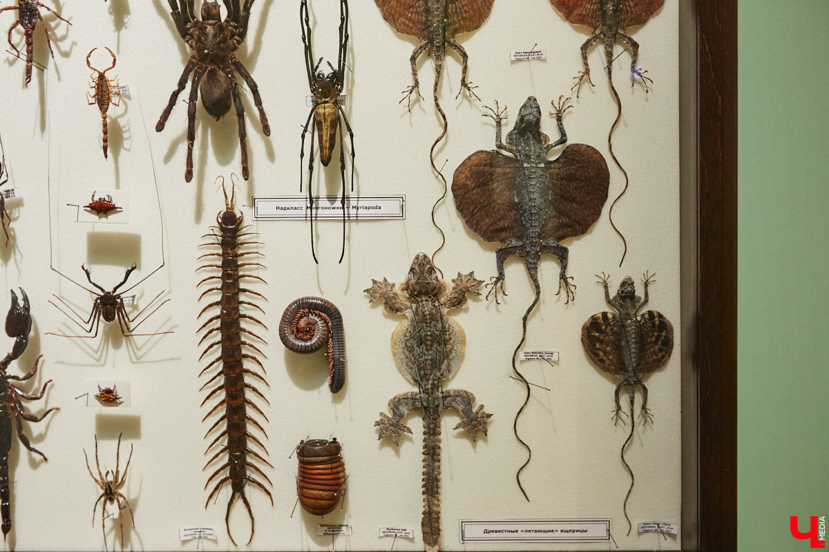 Руслан Жуков собрал коллекцию членистоногих. Одних только бабочек у него несколько тысяч, также он добавил к ним жуков, кузнечиков и даже тараканов. Всего за стеклом хранится четыре тысячи экземпляров, больше половины из них представлено на персональной выставке владимирского биолога в Музее природы.