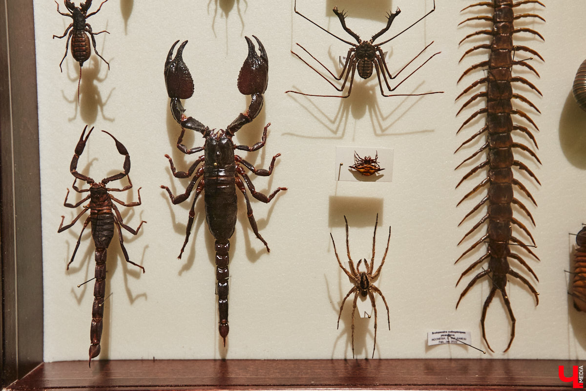 Руслан Жуков собрал коллекцию членистоногих. Одних только бабочек у него несколько тысяч, также он добавил к ним жуков, кузнечиков и даже тараканов. Всего за стеклом хранится четыре тысячи экземпляров, больше половины из них представлено на персональной выставке владимирского биолога в Музее природы.