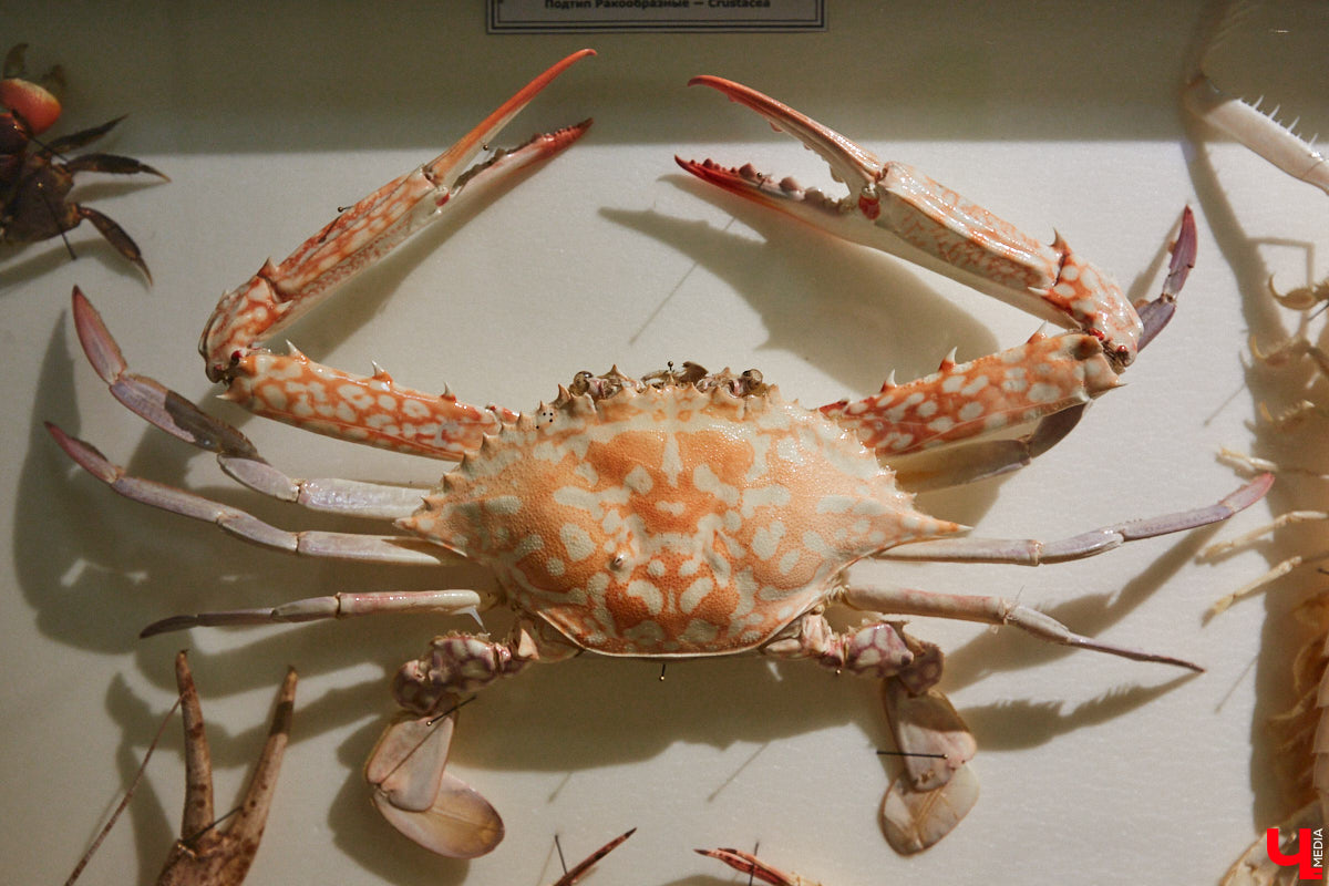 Руслан Жуков собрал коллекцию членистоногих. Одних только бабочек у него несколько тысяч, также он добавил к ним жуков, кузнечиков и даже тараканов. Всего за стеклом хранится четыре тысячи экземпляров, больше половины из них представлено на персональной выставке владимирского биолога в Музее природы.