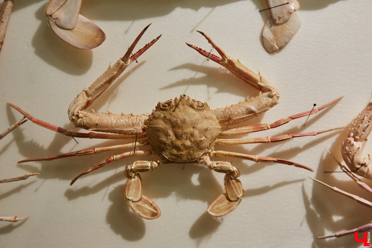 Руслан Жуков собрал коллекцию членистоногих. Одних только бабочек у него несколько тысяч, также он добавил к ним жуков, кузнечиков и даже тараканов. Всего за стеклом хранится четыре тысячи экземпляров, больше половины из них представлено на персональной выставке владимирского биолога в Музее природы.