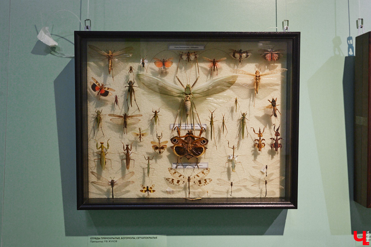 Руслан Жуков собрал коллекцию членистоногих. Одних только бабочек у него несколько тысяч, также он добавил к ним жуков, кузнечиков и даже тараканов. Всего за стеклом хранится четыре тысячи экземпляров, больше половины из них представлено на персональной выставке владимирского биолога в Музее природы.