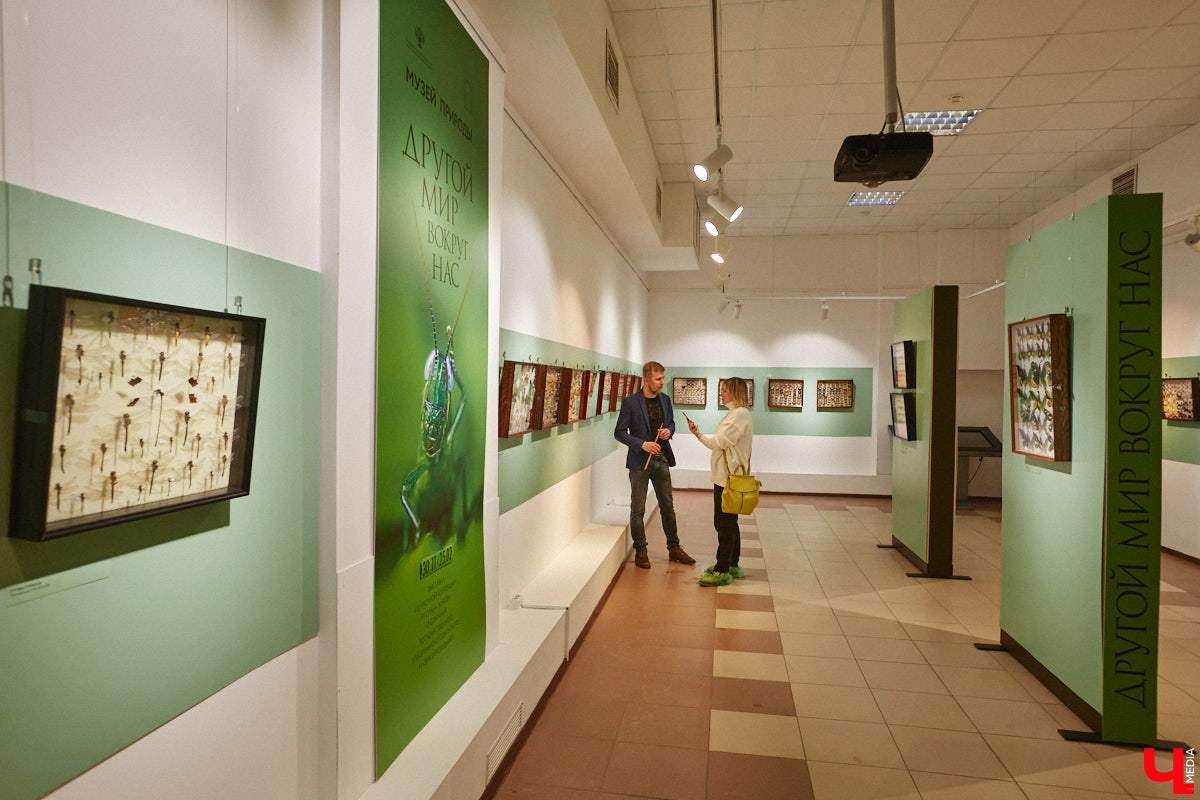 Руслан Жуков собрал коллекцию членистоногих. Одних только бабочек у него несколько тысяч, также он добавил к ним жуков, кузнечиков и даже тараканов. Всего за стеклом хранится четыре тысячи экземпляров, больше половины из них представлено на персональной выставке владимирского биолога в Музее природы.