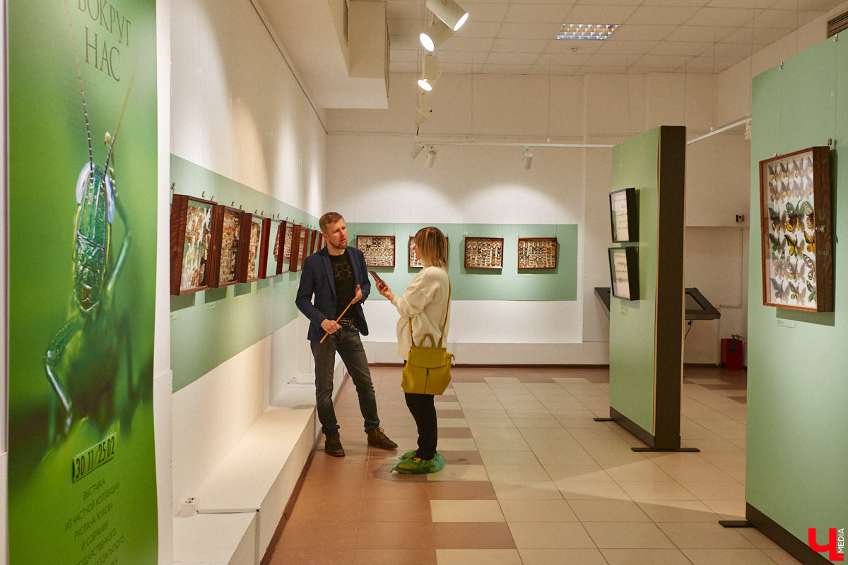 Руслан Жуков собрал коллекцию членистоногих. Одних только бабочек у него несколько тысяч, также он добавил к ним жуков, кузнечиков и даже тараканов. Всего за стеклом хранится четыре тысячи экземпляров, больше половины из них представлено на персональной выставке владимирского биолога в Музее природы.