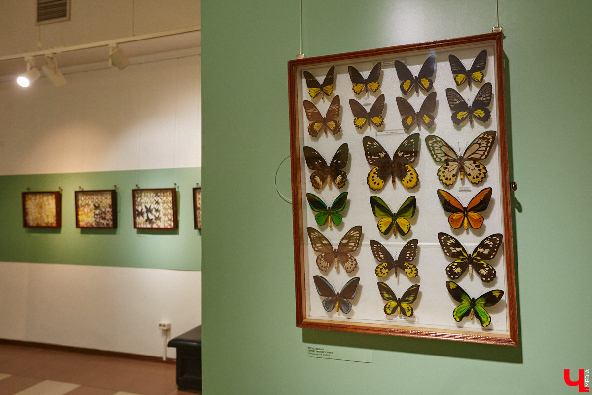 Руслан Жуков собрал коллекцию членистоногих. Одних только бабочек у него несколько тысяч, также он добавил к ним жуков, кузнечиков и даже тараканов. Всего за стеклом хранится четыре тысячи экземпляров, больше половины из них представлено на персональной выставке владимирского биолога в Музее природы.