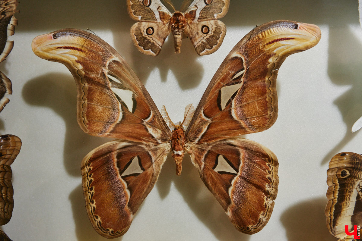 Руслан Жуков собрал коллекцию членистоногих. Одних только бабочек у него несколько тысяч, также он добавил к ним жуков, кузнечиков и даже тараканов. Всего за стеклом хранится четыре тысячи экземпляров, больше половины из них представлено на персональной выставке владимирского биолога в Музее природы.