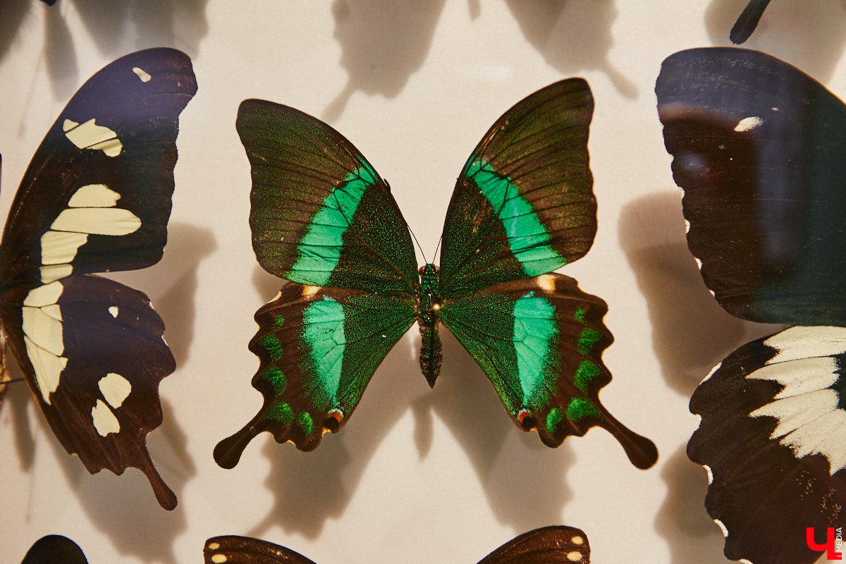 Руслан Жуков собрал коллекцию членистоногих. Одних только бабочек у него несколько тысяч, также он добавил к ним жуков, кузнечиков и даже тараканов. Всего за стеклом хранится четыре тысячи экземпляров, больше половины из них представлено на персональной выставке владимирского биолога в Музее природы.