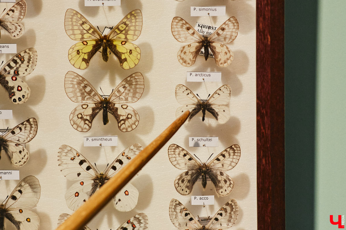 Руслан Жуков собрал коллекцию членистоногих. Одних только бабочек у него несколько тысяч, также он добавил к ним жуков, кузнечиков и даже тараканов. Всего за стеклом хранится четыре тысячи экземпляров, больше половины из них представлено на персональной выставке владимирского биолога в Музее природы.