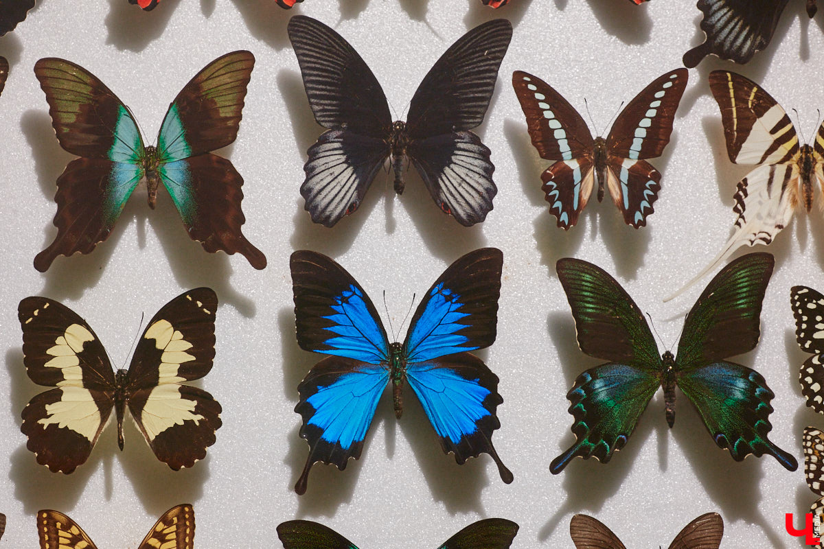 Руслан Жуков собрал коллекцию членистоногих. Одних только бабочек у него несколько тысяч, также он добавил к ним жуков, кузнечиков и даже тараканов. Всего за стеклом хранится четыре тысячи экземпляров, больше половины из них представлено на персональной выставке владимирского биолога в Музее природы.