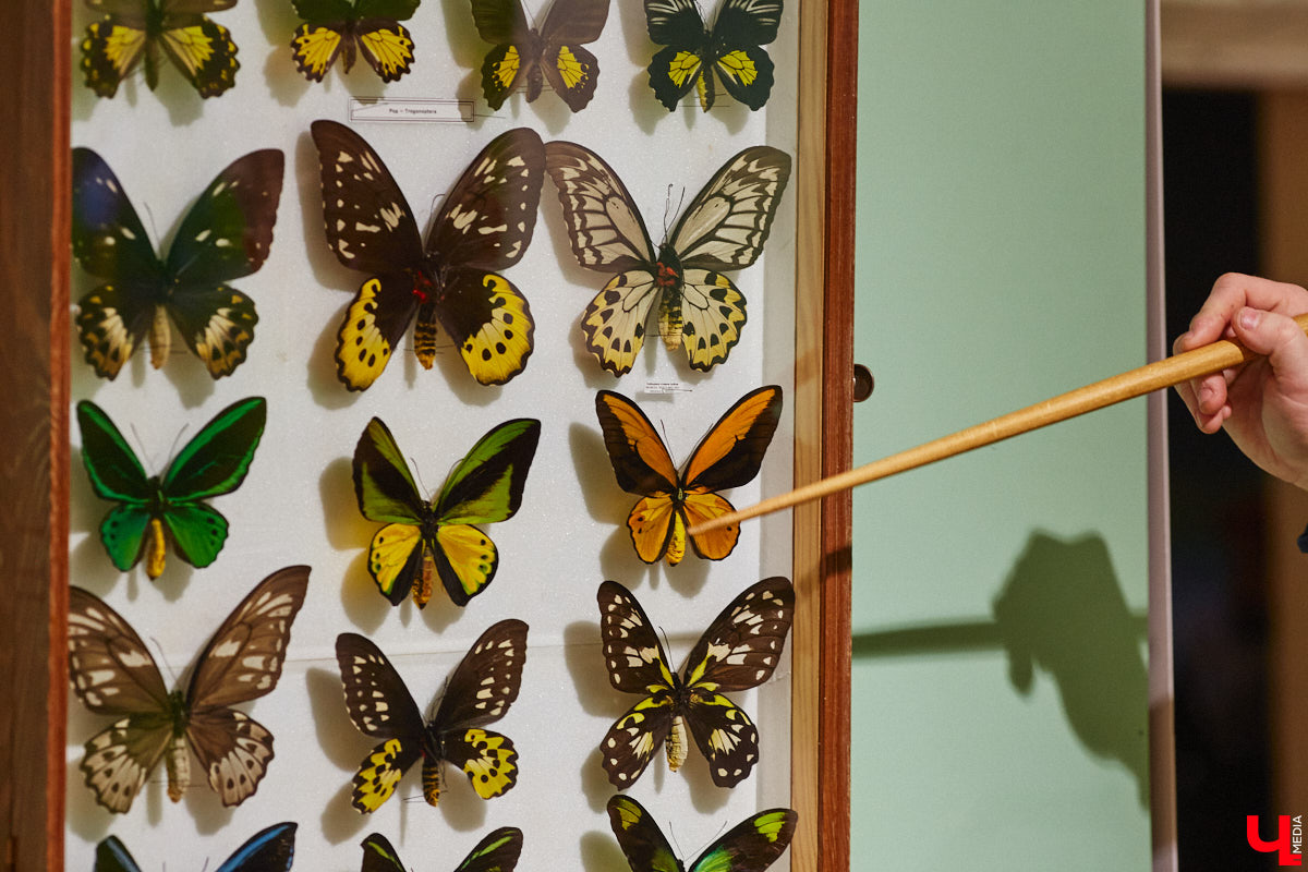 Руслан Жуков собрал коллекцию членистоногих. Одних только бабочек у него несколько тысяч, также он добавил к ним жуков, кузнечиков и даже тараканов. Всего за стеклом хранится четыре тысячи экземпляров, больше половины из них представлено на персональной выставке владимирского биолога в Музее природы.