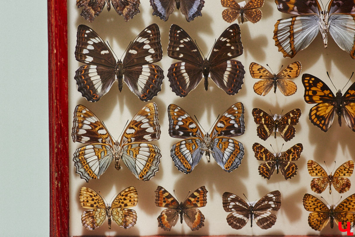 Руслан Жуков собрал коллекцию членистоногих. Одних только бабочек у него несколько тысяч, также он добавил к ним жуков, кузнечиков и даже тараканов. Всего за стеклом хранится четыре тысячи экземпляров, больше половины из них представлено на персональной выставке владимирского биолога в Музее природы.