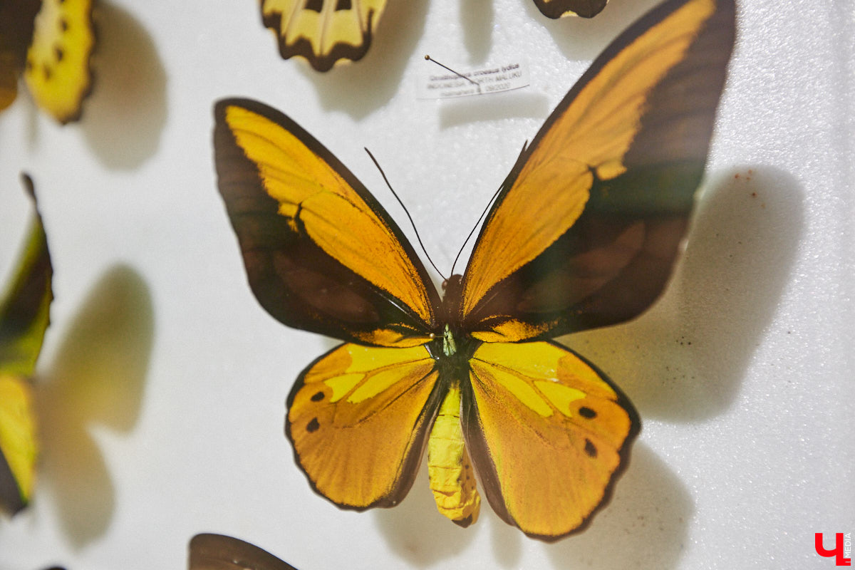 Руслан Жуков собрал коллекцию членистоногих. Одних только бабочек у него несколько тысяч, также он добавил к ним жуков, кузнечиков и даже тараканов. Всего за стеклом хранится четыре тысячи экземпляров, больше половины из них представлено на персональной выставке владимирского биолога в Музее природы.