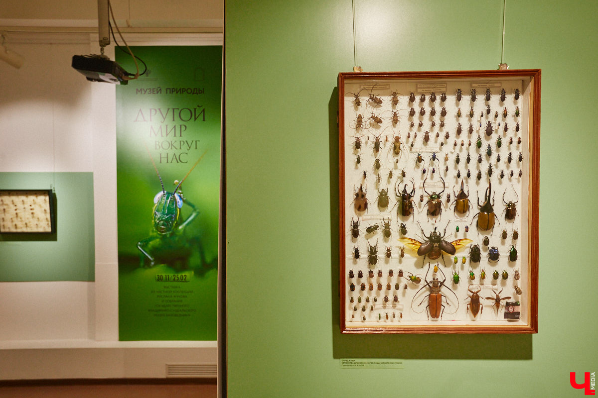 Руслан Жуков собрал коллекцию членистоногих. Одних только бабочек у него несколько тысяч, также он добавил к ним жуков, кузнечиков и даже тараканов. Всего за стеклом хранится четыре тысячи экземпляров, больше половины из них представлено на персональной выставке владимирского биолога в Музее природы.