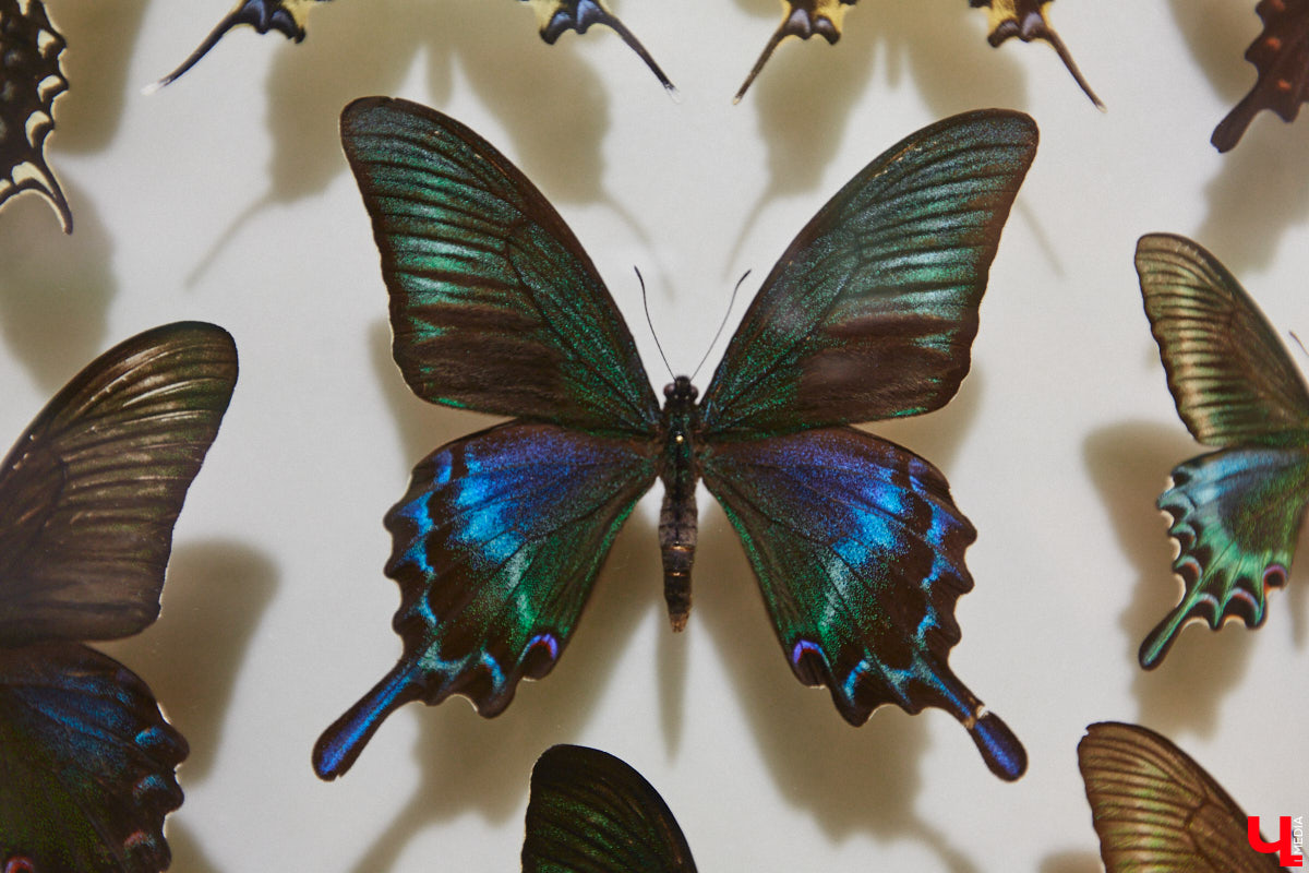 Руслан Жуков собрал коллекцию членистоногих. Одних только бабочек у него несколько тысяч, также он добавил к ним жуков, кузнечиков и даже тараканов. Всего за стеклом хранится четыре тысячи экземпляров, больше половины из них представлено на персональной выставке владимирского биолога в Музее природы.