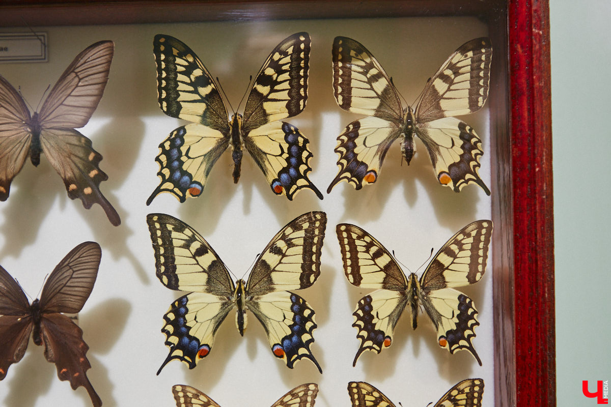 Руслан Жуков собрал коллекцию членистоногих. Одних только бабочек у него несколько тысяч, также он добавил к ним жуков, кузнечиков и даже тараканов. Всего за стеклом хранится четыре тысячи экземпляров, больше половины из них представлено на персональной выставке владимирского биолога в Музее природы.