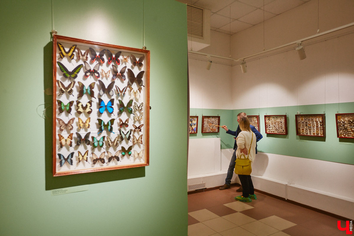 Руслан Жуков собрал коллекцию членистоногих. Одних только бабочек у него несколько тысяч, также он добавил к ним жуков, кузнечиков и даже тараканов. Всего за стеклом хранится четыре тысячи экземпляров, больше половины из них представлено на персональной выставке владимирского биолога в Музее природы.