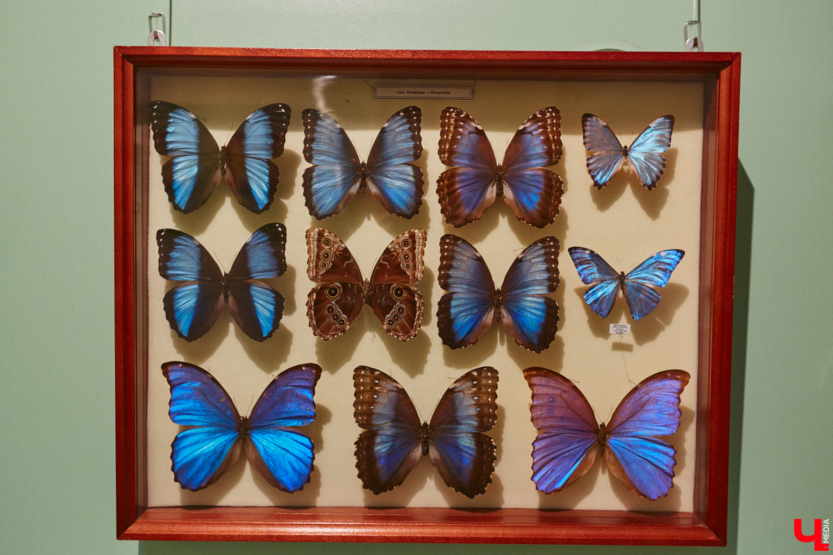 Руслан Жуков собрал коллекцию членистоногих. Одних только бабочек у него несколько тысяч, также он добавил к ним жуков, кузнечиков и даже тараканов. Всего за стеклом хранится четыре тысячи экземпляров, больше половины из них представлено на персональной выставке владимирского биолога в Музее природы.