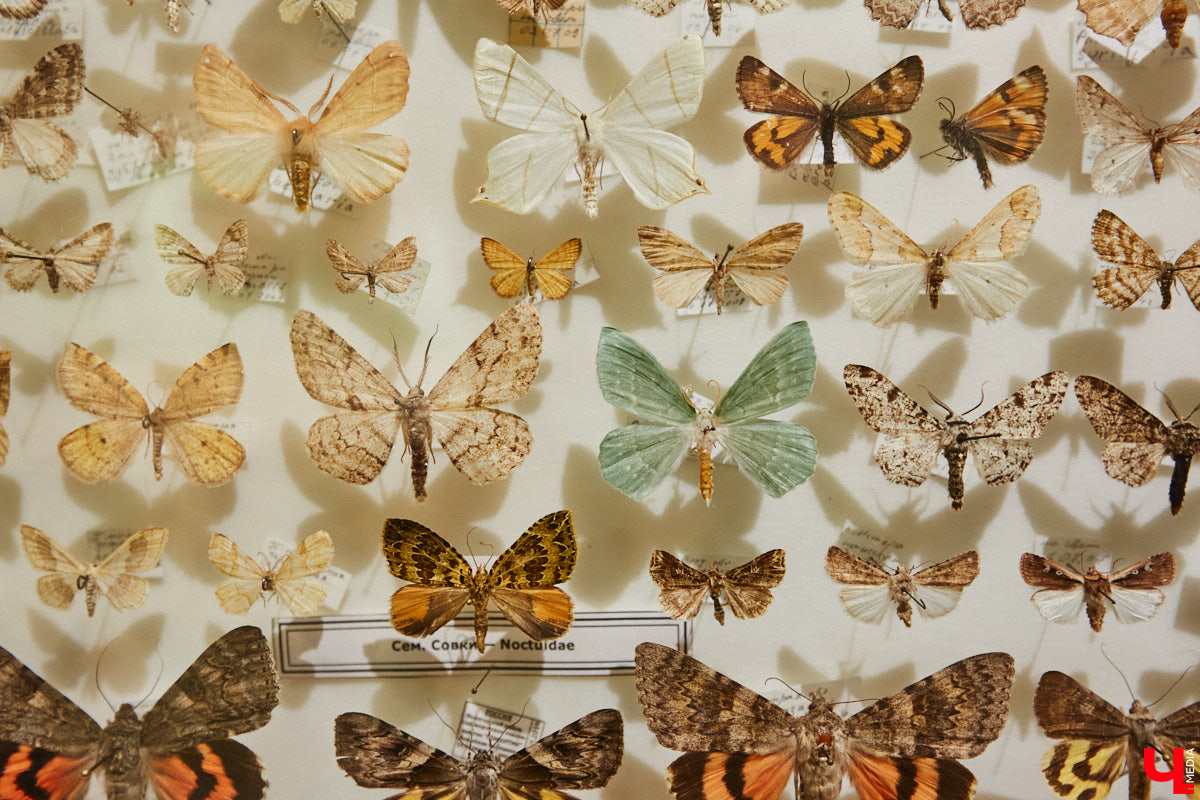 Руслан Жуков собрал коллекцию членистоногих. Одних только бабочек у него несколько тысяч, также он добавил к ним жуков, кузнечиков и даже тараканов. Всего за стеклом хранится четыре тысячи экземпляров, больше половины из них представлено на персональной выставке владимирского биолога в Музее природы.