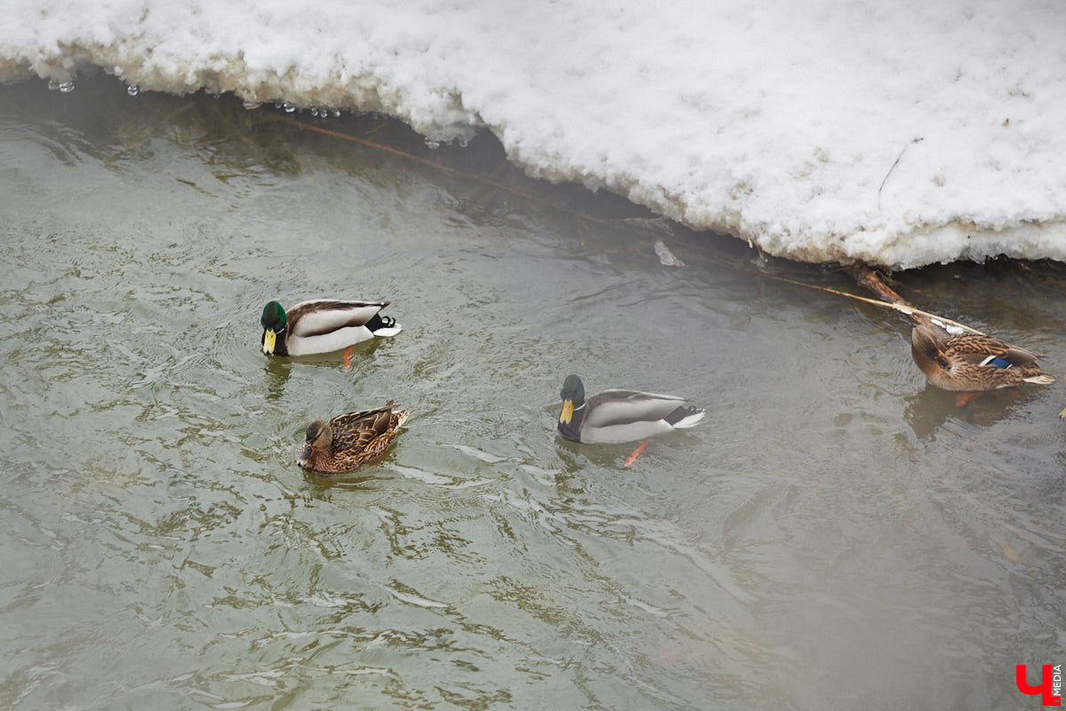 Первые итоги эксплуатации Рпенского проезда весьма позитивные: он разгрузил улицу Добросельскую примерно на треть. Но транспорта на нем может быть еще больше, если город решит вопрос примыкания к магистрали. Сейчас автомобили упираются в узкое горлышко на улице Юбилейной. К слову, есть шанс, что ее расширят.