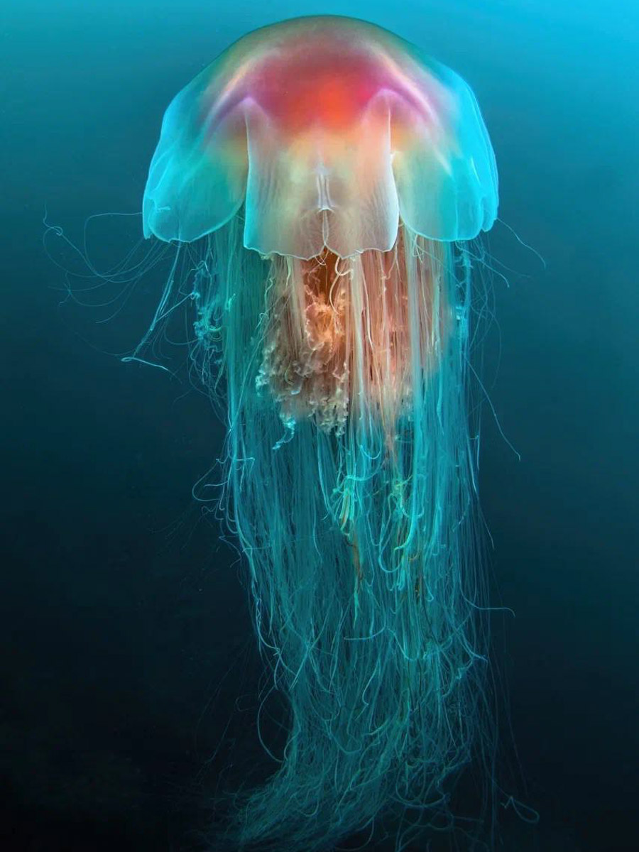 Семья владимирских дайверов Сергей и Мария Байковы объехала весь мир. Ребята ныряли в 46 странах, а теперь сосредоточились на путешествиях по России. И наша страна удивляет их снова и снова. На этот год все маршруты уже запланированы. Впереди 10 увлекательных туров от Байкала до Владивостока.