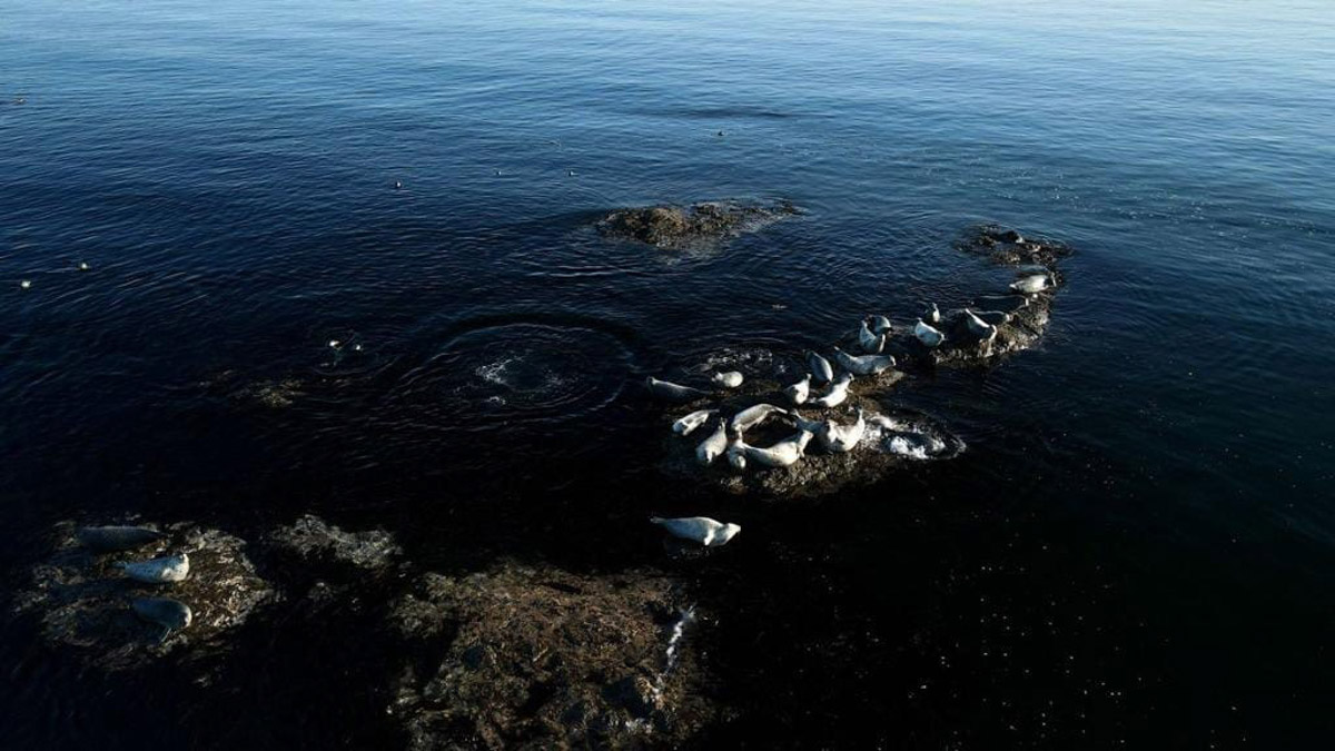 Семья владимирских дайверов Сергей и Мария Байковы объехала весь мир. Ребята ныряли в 46 странах, а теперь сосредоточились на путешествиях по России. И наша страна удивляет их снова и снова. На этот год все маршруты уже запланированы. Впереди 10 увлекательных туров от Байкала до Владивостока.