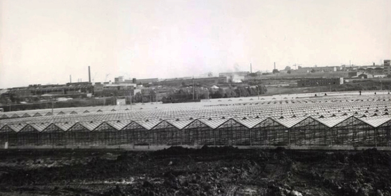 26 февраля 1973 года на базе строящегося Владимирского тепличного комбината был организован совхоз «Тепличный». Его строительство началось в 1971 году, а с 1973-го совхоз площадью 54 гектаров стал выпускать первую продукцию, которая сразу же появилась на прилавках местных магазинов. В день рождения одного из старейших предприятий нашего города, который в прошлом году отметил свой полувековой юбилей, давайте вспомним самые удивительные факты из его истории.