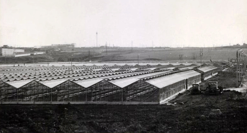26 февраля 1973 года на базе строящегося Владимирского тепличного комбината был организован совхоз «Тепличный». Его строительство началось в 1971 году, а с 1973-го совхоз площадью 54 гектаров стал выпускать первую продукцию, которая сразу же появилась на прилавках местных магазинов. В день рождения одного из старейших предприятий нашего города, который в прошлом году отметил свой полувековой юбилей, давайте вспомним самые удивительные факты из его истории.
