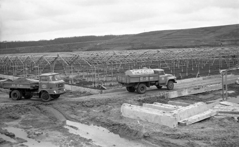 26 февраля 1973 года на базе строящегося Владимирского тепличного комбината был организован совхоз «Тепличный». Его строительство началось в 1971 году, а с 1973-го совхоз площадью 54 гектаров стал выпускать первую продукцию, которая сразу же появилась на прилавках местных магазинов. В день рождения одного из старейших предприятий нашего города, который в прошлом году отметил свой полувековой юбилей, давайте вспомним самые удивительные факты из его истории.