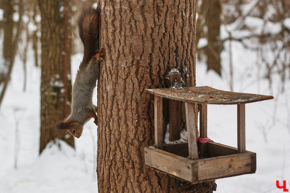 В этом году во Владимире займутся созданием нового спортивного кластера. Единое тренировочное пространство, которое можно использовать для проведения соревнований самого разного уровня, должно появиться в парке «Дружба» и на прилегающей к нему территории. Окончательная концепция пока прорабатывается, но к лету ее уже обещают закончить.