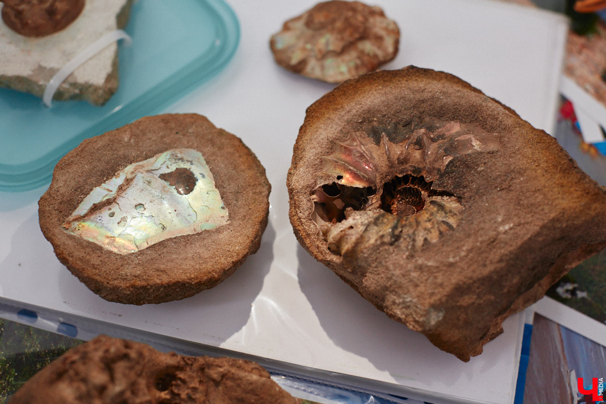 Уже полтора года, как владимирцы Алексей и Татьяна Логвиненко покинули каменные джунгли. Переехала чета с детьми не в типовой загородный дом, а в барнхаус, ставший частью их туристического проекта — энтоглэмпинга. Замыслом и подробностями быта пара поделилась с «Ключ-Медиа», заглянувшим к ним в гости.