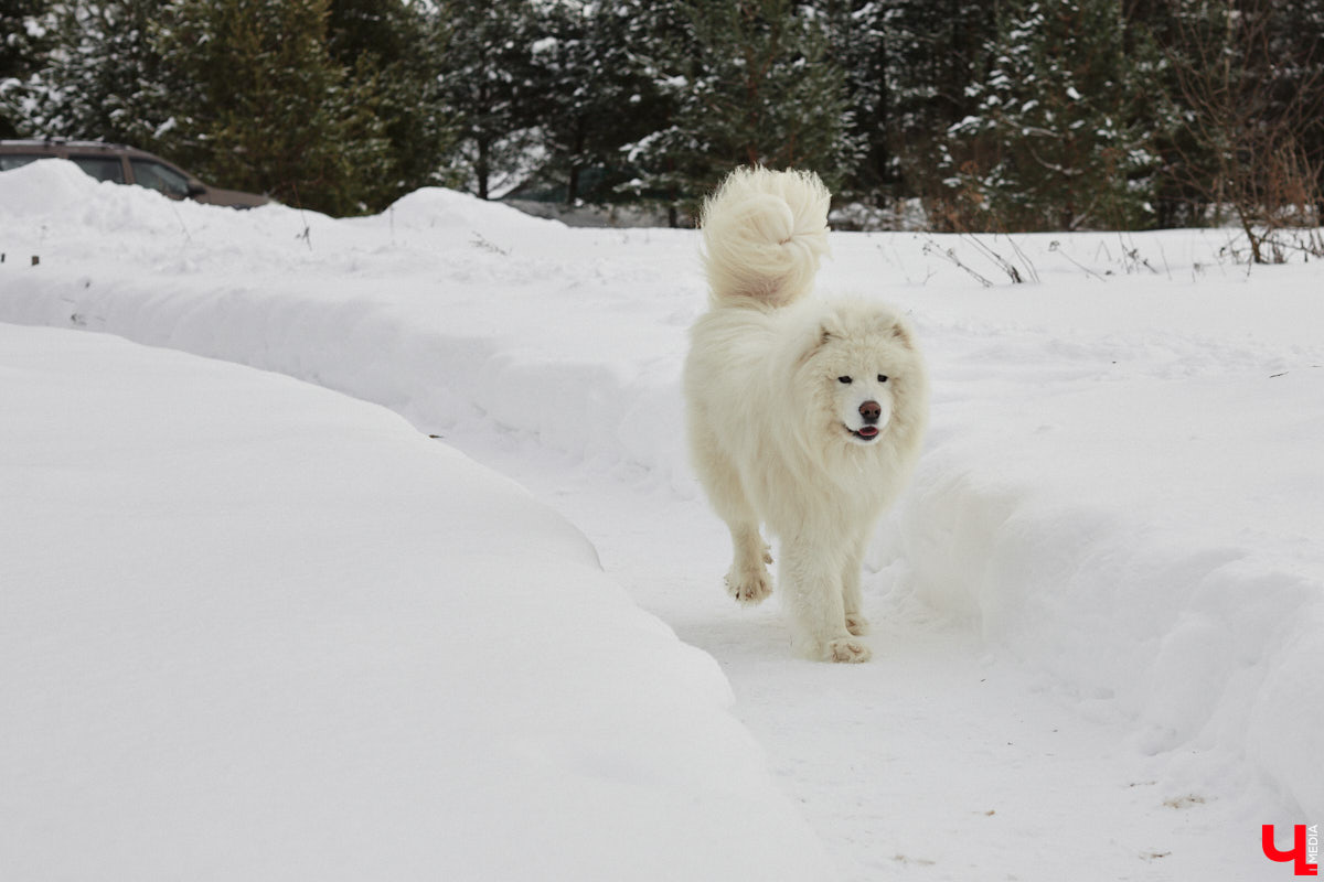 Уже полтора года, как владимирцы Алексей и Татьяна Логвиненко покинули каменные джунгли. Переехала чета с детьми не в типовой загородный дом, а в барнхаус, ставший частью их туристического проекта — энтоглэмпинга. Замыслом и подробностями быта пара поделилась с «Ключ-Медиа», заглянувшим к ним в гости.