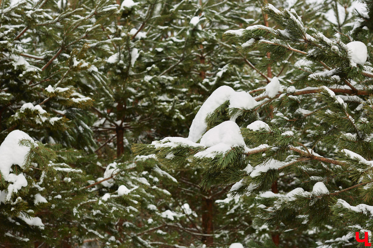 Уже полтора года, как владимирцы Алексей и Татьяна Логвиненко покинули каменные джунгли. Переехала чета с детьми не в типовой загородный дом, а в барнхаус, ставший частью их туристического проекта — энтоглэмпинга. Замыслом и подробностями быта пара поделилась с «Ключ-Медиа», заглянувшим к ним в гости.