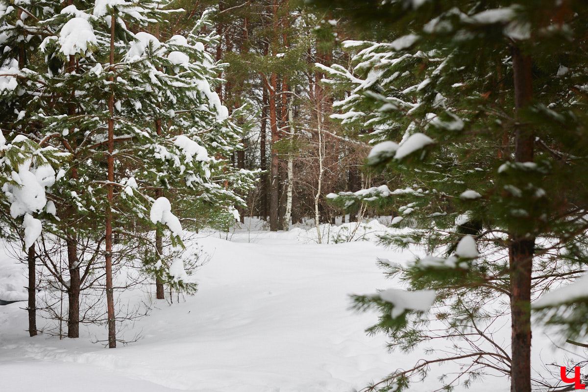Уже полтора года, как владимирцы Алексей и Татьяна Логвиненко покинули каменные джунгли. Переехала чета с детьми не в типовой загородный дом, а в барнхаус, ставший частью их туристического проекта — энтоглэмпинга. Замыслом и подробностями быта пара поделилась с «Ключ-Медиа», заглянувшим к ним в гости.