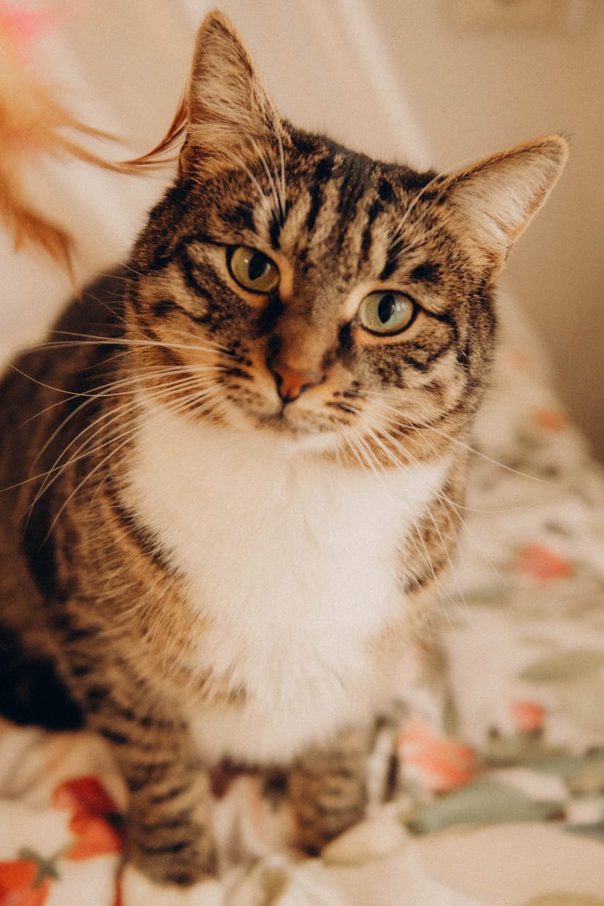 Кошки — главные эксперты по уюту. Поэтому пространство, которое скоро откроется в Коврове, обещает быть очень ламповым. Компанию посетителям, заглянувшим отдохнуть или поработать, будут составлять пушистые резиденты, и уже это стоит того, чтобы не пройти мимо новой локации. О проекте «Котоместо» мы узнали у автора инициативы.