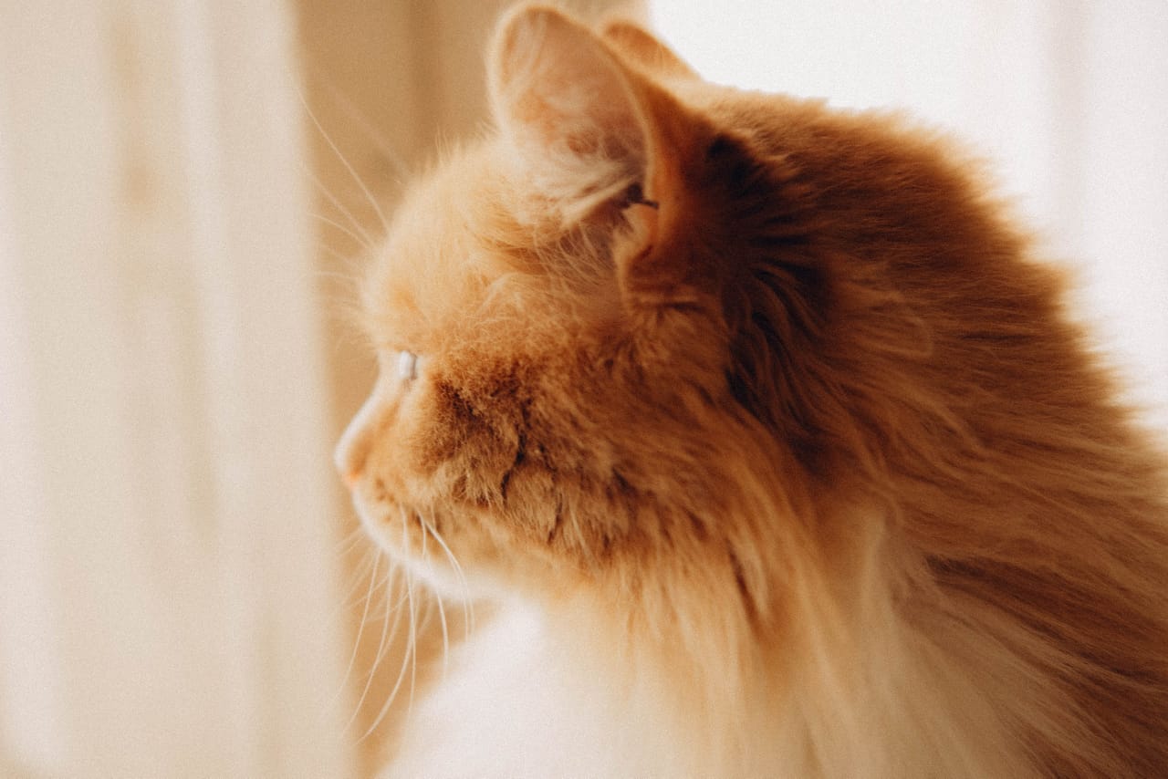 Кошки — главные эксперты по уюту. Поэтому пространство, которое скоро откроется в Коврове, обещает быть очень ламповым. Компанию посетителям, заглянувшим отдохнуть или поработать, будут составлять пушистые резиденты, и уже это стоит того, чтобы не пройти мимо новой локации. О проекте «Котоместо» мы узнали у автора инициативы.