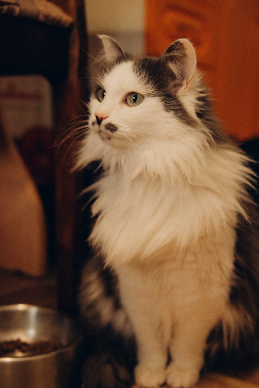 Кошки — главные эксперты по уюту. Поэтому пространство, которое скоро откроется в Коврове, обещает быть очень ламповым. Компанию посетителям, заглянувшим отдохнуть или поработать, будут составлять пушистые резиденты, и уже это стоит того, чтобы не пройти мимо новой локации. О проекте «Котоместо» мы узнали у автора инициативы.