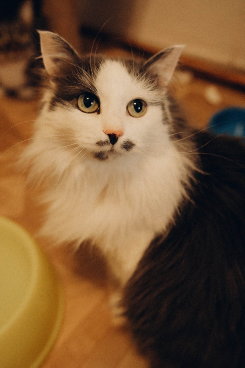 Кошки — главные эксперты по уюту. Поэтому пространство, которое скоро откроется в Коврове, обещает быть очень ламповым. Компанию посетителям, заглянувшим отдохнуть или поработать, будут составлять пушистые резиденты, и уже это стоит того, чтобы не пройти мимо новой локации. О проекте «Котоместо» мы узнали у автора инициативы.