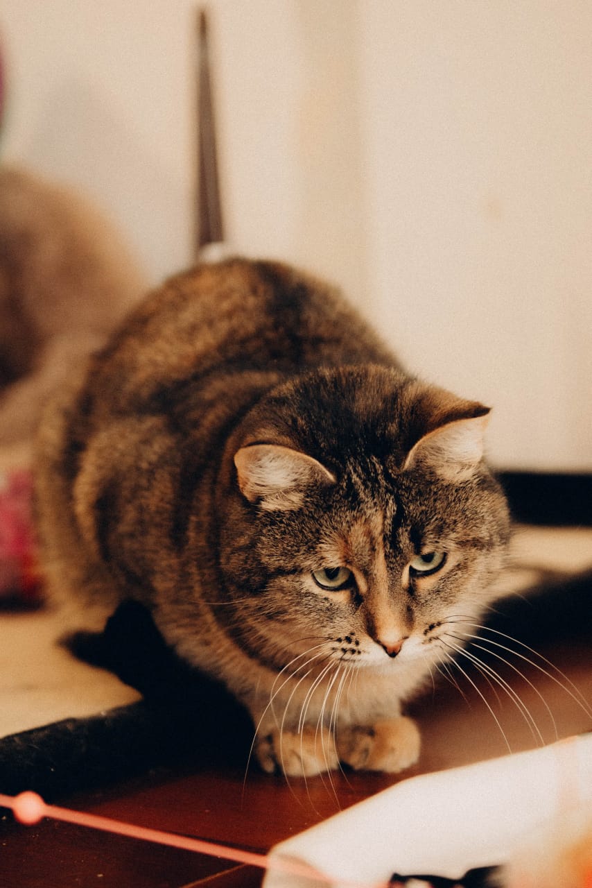 Кошки — главные эксперты по уюту. Поэтому пространство, которое скоро откроется в Коврове, обещает быть очень ламповым. Компанию посетителям, заглянувшим отдохнуть или поработать, будут составлять пушистые резиденты, и уже это стоит того, чтобы не пройти мимо новой локации. О проекте «Котоместо» мы узнали у автора инициативы.