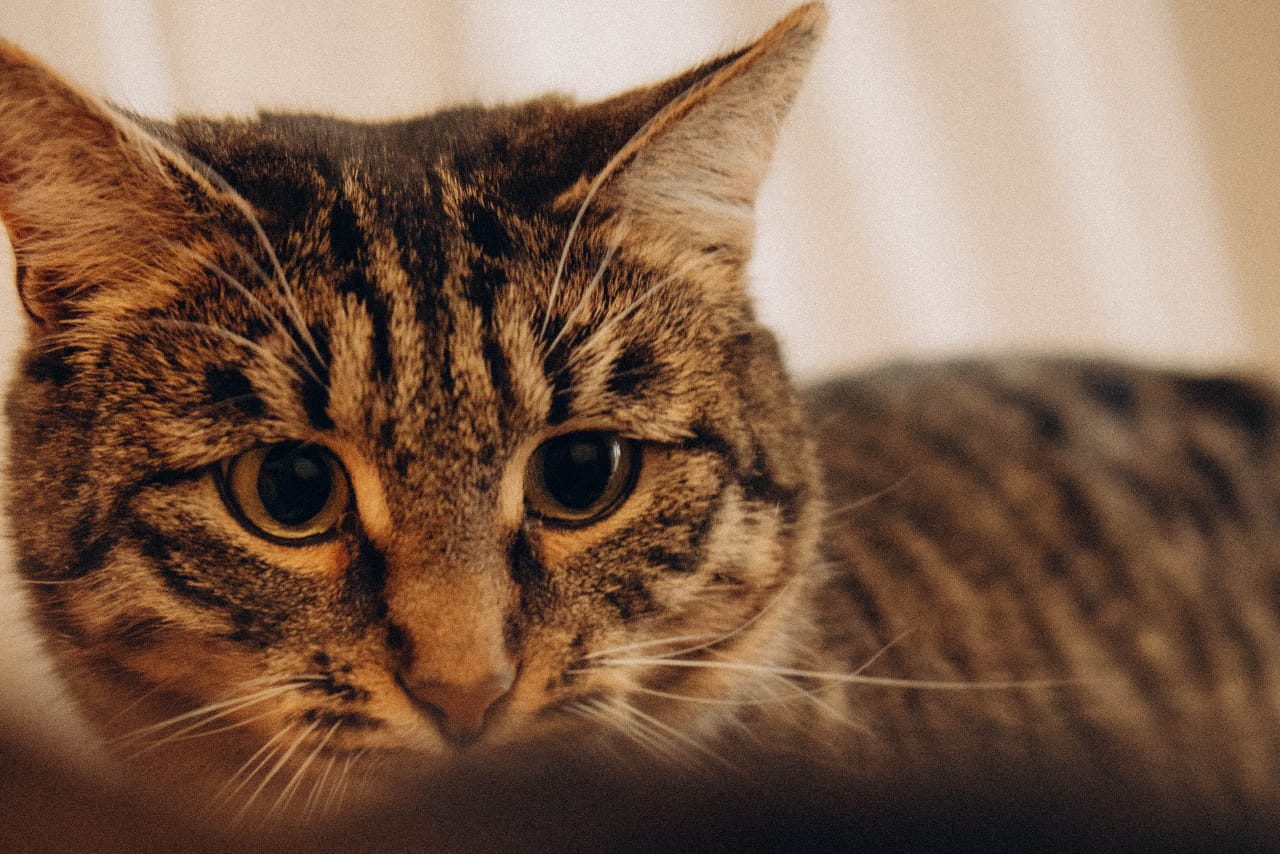 Кошки — главные эксперты по уюту. Поэтому пространство, которое скоро откроется в Коврове, обещает быть очень ламповым. Компанию посетителям, заглянувшим отдохнуть или поработать, будут составлять пушистые резиденты, и уже это стоит того, чтобы не пройти мимо новой локации. О проекте «Котоместо» мы узнали у автора инициативы.