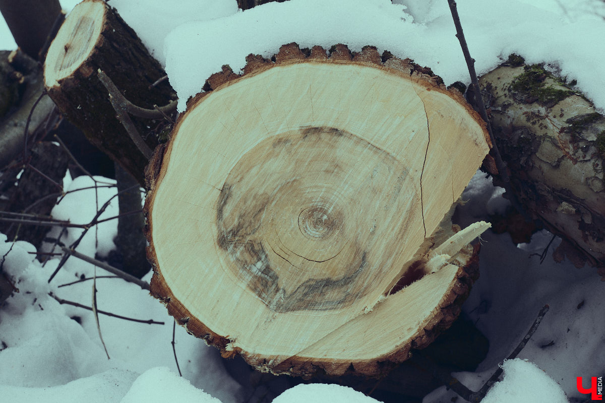 Во Владимире дефицит оазисов. Некогда утопавший в зелени город постепенно превращается в индустриальный короб, обшитый вентфасадом. «Ключ-Медиа» решил рассмотреть проблему в свойственной ему манере — при помощи творчества. Площадкой для перформанса на злобу дня стали старые сады на улице Мира, где проходит массовая вырубка деревьев.