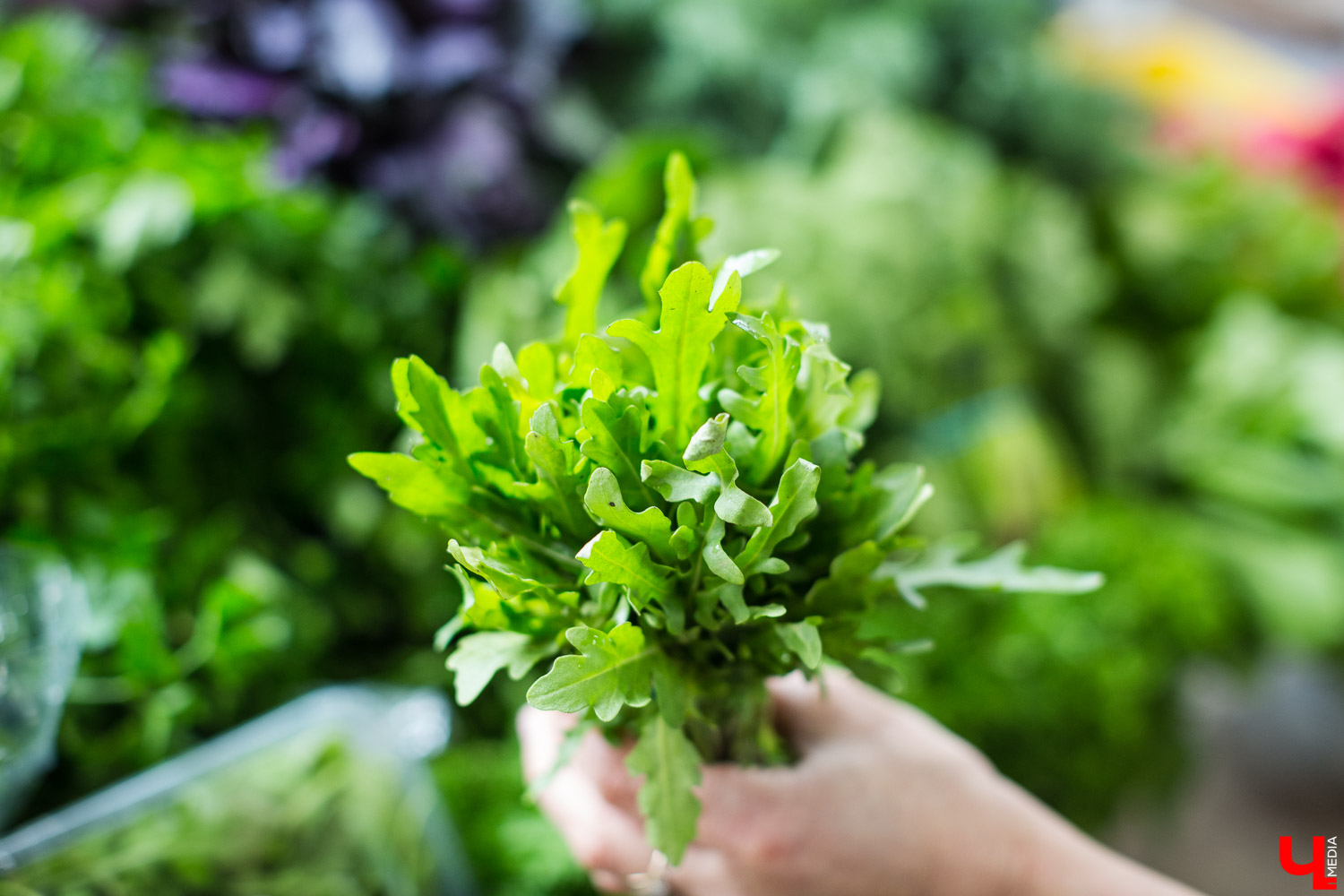 Во Владимире продолжается реновация Центрального рынка, расположенного на улице Батурина. Проект благоустройства затронет как торговые залы, так и прилегающие территории. В результате торговая точка должна стать не только главным местом продажи продукции местных производителей, но и современной, а главное комфортной локацией для продавцов и покупателей.