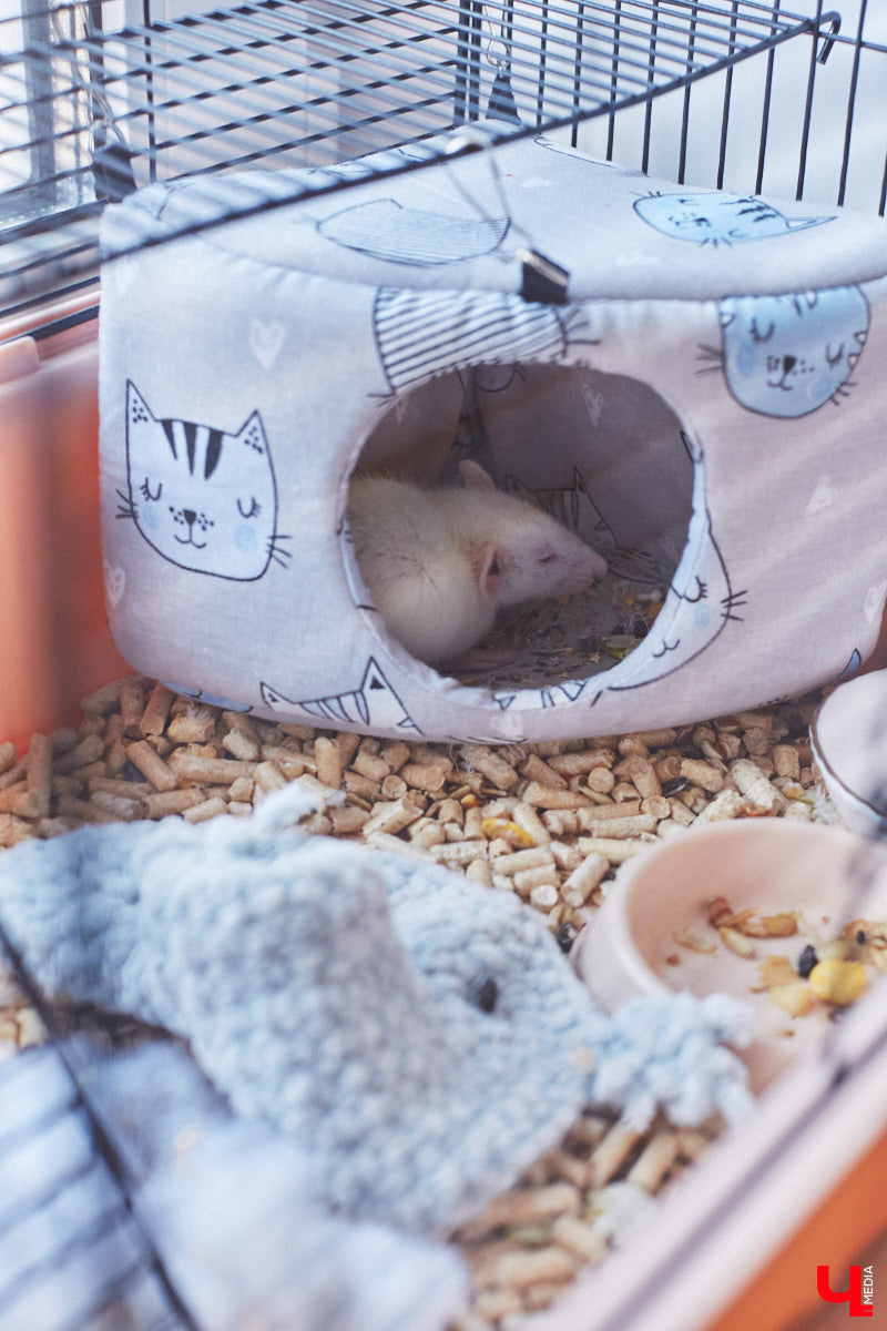 Каково жить в «сталинке» 1955 года строения в самом сердце Владимира большой семье, которая несколько лет обитала в микрорайоне Пиганово и планировала скорее переезд в коттедж с собственным участком земли? Об этом «Ключ-Медиа» поведала многодетная мама и хозяйка четырехкомнатной квартиры с французскими окнами, расположенной в доме на Больших Ременниках, Алёна Ишутина.