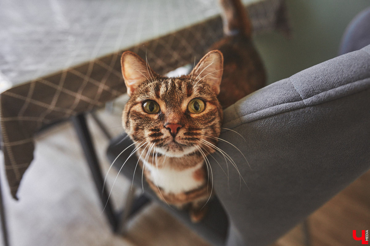 Каково жить в «сталинке» 1955 года строения в самом сердце Владимира большой семье, которая несколько лет обитала в микрорайоне Пиганово и планировала скорее переезд в коттедж с собственным участком земли? Об этом «Ключ-Медиа» поведала многодетная мама и хозяйка четырехкомнатной квартиры с французскими окнами, расположенной в доме на Больших Ременниках, Алёна Ишутина.